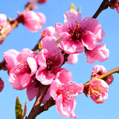 Flavortop Nectarine Tree