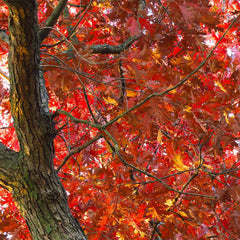 White Oak Tree