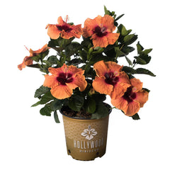 Disco Diva™ Hollywood® Hibiscus
