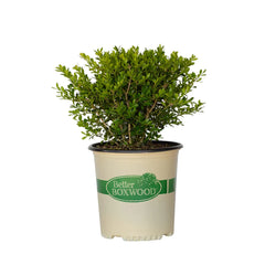 Better Boxwood® Skylight™ Shrub