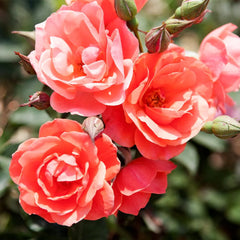 Coral Knock Out® Rose Shrub