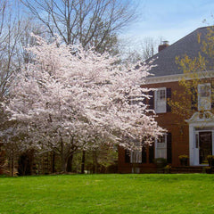 Yoshino Cherry Tree