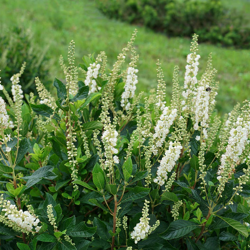 Proven Winners® Ripple Effect™ Summersweet Clethra Shrub