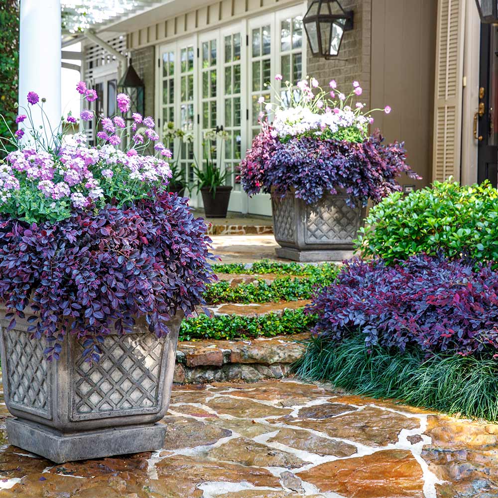 Southern Living® Purple Daydream® Dwarf Loropetalum Shrub