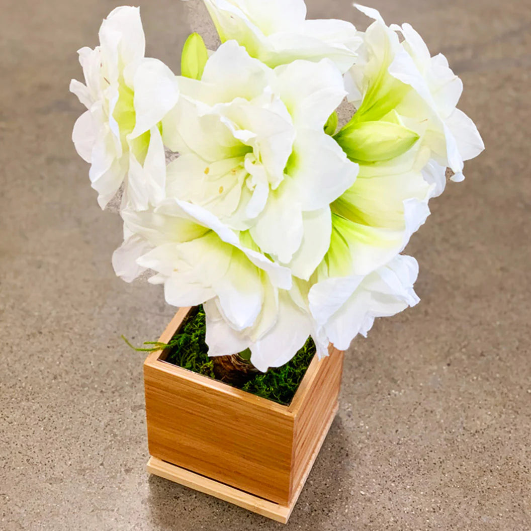 White Alfresco Planted Amaryllis Bulb in Bamboo Planter