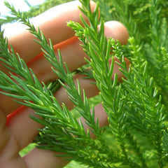 Cryptomeria Radicans Tree