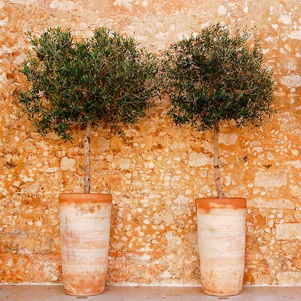 Lecciana Olive Tree