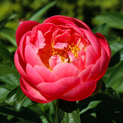 Coral Charm Peony