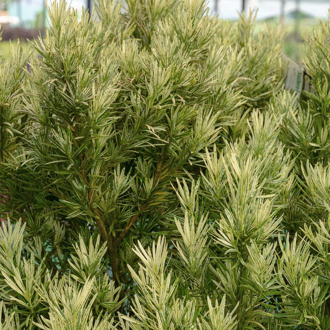 Southern Living® Roman Candle® Podocarpus Shrub