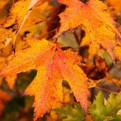 Armstrong Gold® Maple Tree