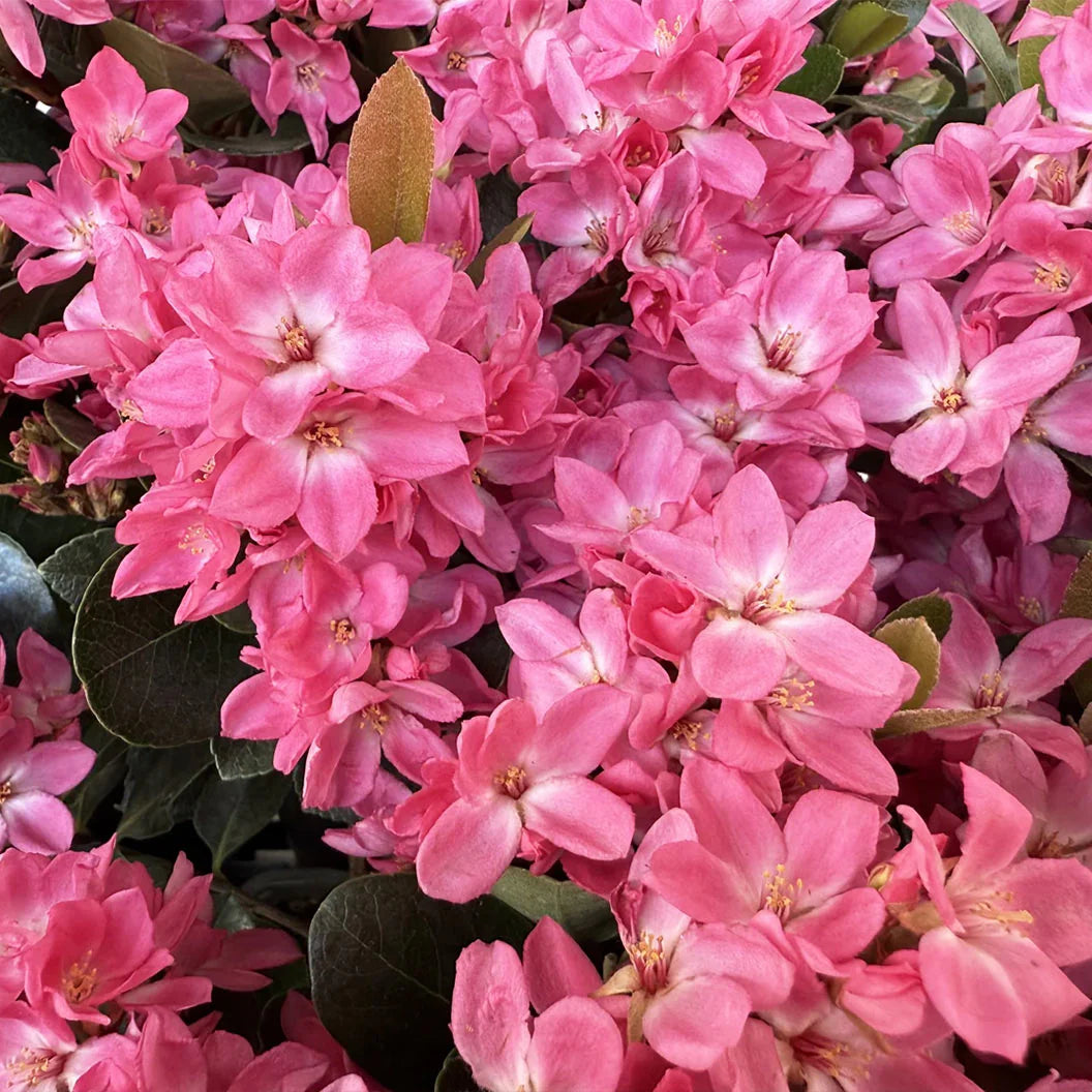 Pink Pearl™ Improved Indian Hawthorne Shrub