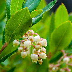 Strawberry Tree