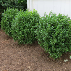 Proven Winners® NewGen Freedom® Boxwood