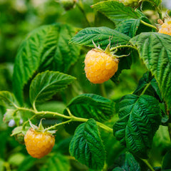 Golden Raspberry Bush