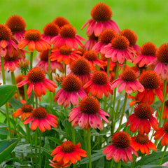 Better Versions® Sombrero® Salsa Red Coneflower Plant