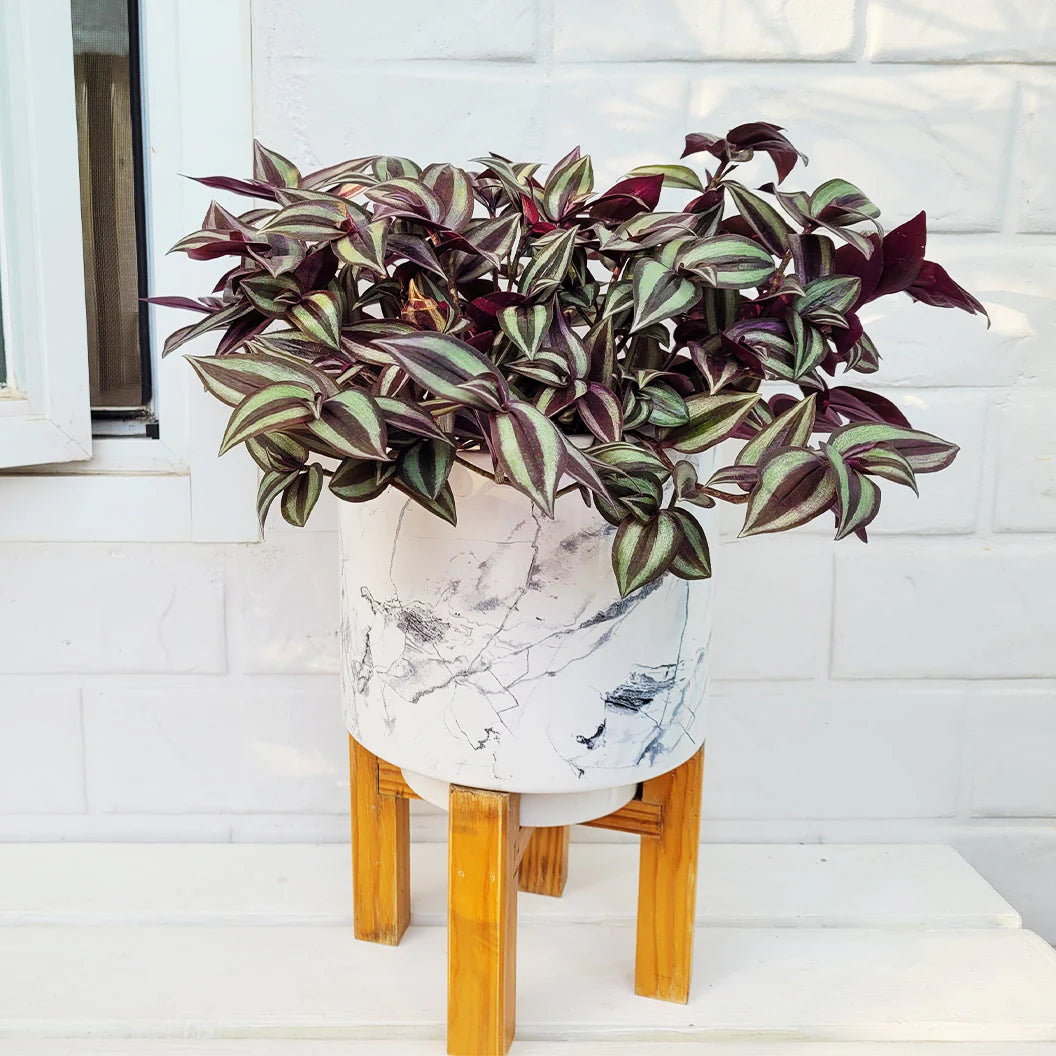 Silver Inch Plant