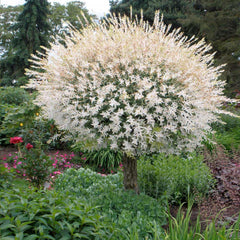Tri-Color Willow Tree