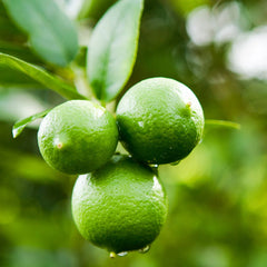 Persian 'Bearss' Lime Bush