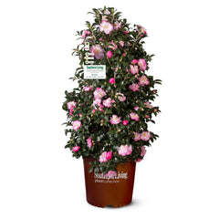 Southern Living® October Magic® Orchid™ Camellia Shrub