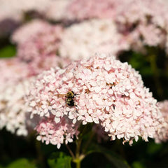 American Lace™ Pink Smooth Hydrangea Shrub