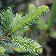 Fat Albert Colorado Blue Spruce Tree