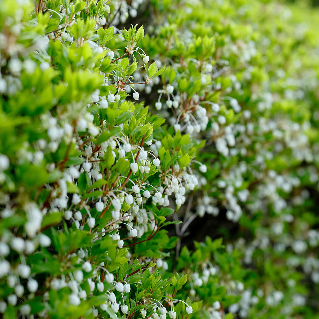 Enkianthus Perulatus Shrub