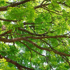 Kentucky Coffeetree