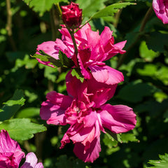 Lucy Rose of Sharon Althea Tree