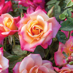 Polynesian Punch Rose Tree