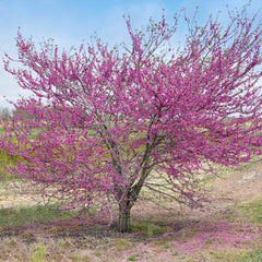 Bloomables® Pink Pom Poms Redbud Tree