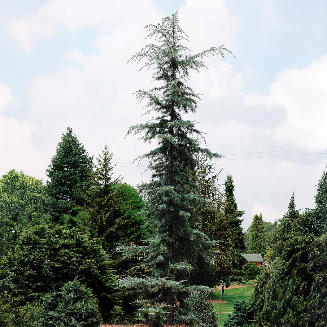 Karl Fuchs Himalayan Cedar Tree