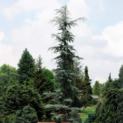 Karl Fuchs Himalayan Cedar Tree
