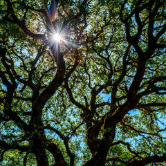 Live Oak Tree