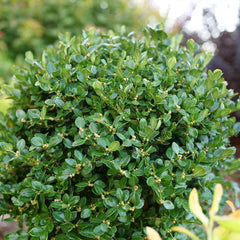 Proven Winners® Neatball® Boxwood Shrub