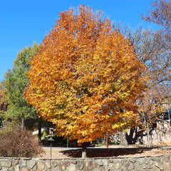 Silver Maple Tree