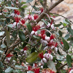 Pineapple Feijoa Guava Tree