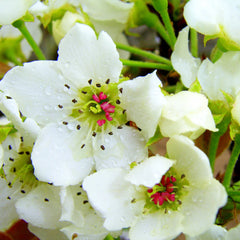20th Century (Nijisseiki) Asian Pear Tree