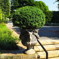 Green Velvet Boxwood Shrub