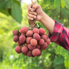 Emperor Lychee Tree