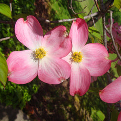 Red Dogwood Tree