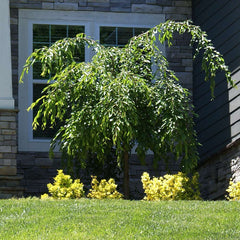Proven Winners® Weeping Extraordinaire™ Cherry Tree