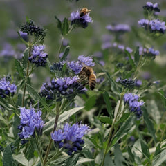 Blue Mist Bluebeard Shrub