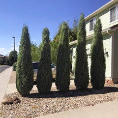 Woodward Juniper Tree