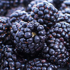 Thornless Blackberry Bush