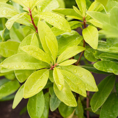 Southern Living® Florida Sunshine Illicium