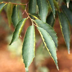 Green Vase® Zelkova Tree