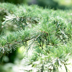 Karl Fuchs Himalayan Cedar Tree