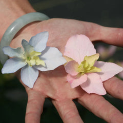 Tuff Stuff Ah-Ha® Hydrangea Shrub