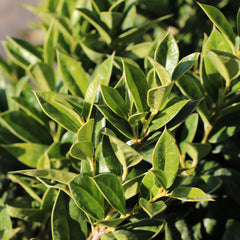 Carissa Holly Shrub