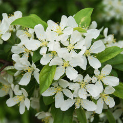 Proven Winners® Sweet Sugar Tyme® Crabapple